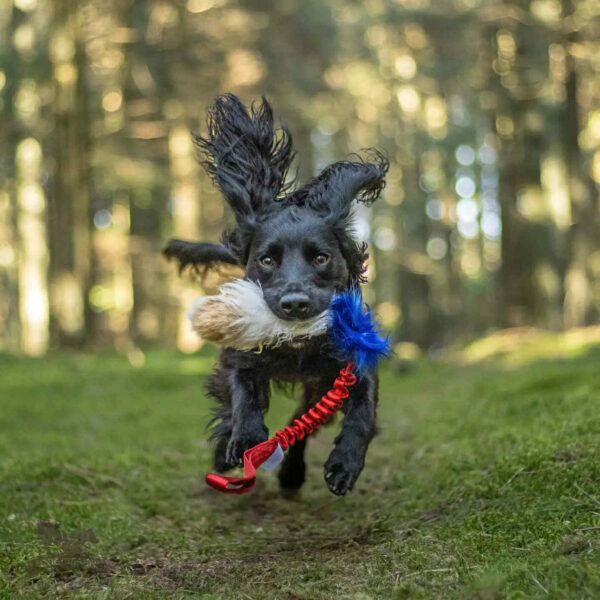 Doggie-Zen - Træklegetøj